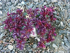 mulch bark